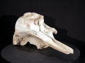 Ginko-toothed Beaked Whale