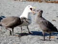 Glaucous-winged Seagull