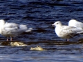 Glaucous-winged Seagull