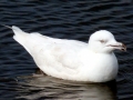 Glaucous-winged Seagull