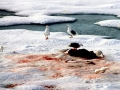 Glaucous-winged Seagull