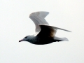 Glaucous-winged Seagull