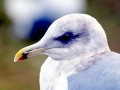 Glaucous-winged Seagull