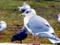 Glaucous-winged Seagull