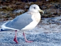 Glaucous-winged Seagull
