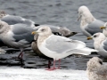 Glaucous-winged Seagull
