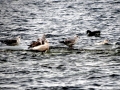 Glaucous-winged Seagull