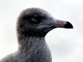 Glaucous-winged Seagull