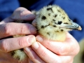 Glaucous-winged Seagull