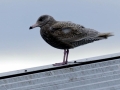 Glaucous-winged Seagull