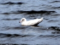 Glaucous-winged Seagull