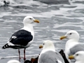 Glaucous-winged Seagull