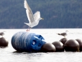 Glaucous-winged Seagull