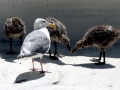 Glaucous-winged Seagull