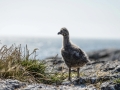 Glaucous-winged Seagull
