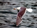 Glaucous-winged Seagull