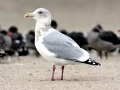 Glaucous-winged Seagull