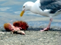 Glaucous-winged Seagull