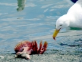 Glaucous-winged Seagull