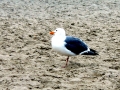 Glaucous-winged Seagull
