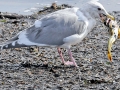 Glaucous-winged Seagull
