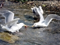 Glaucous-winged Seagull