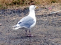 Glaucous-winged Seagull
