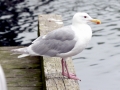 Glaucous-winged Seagull