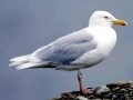 Glaucous-winged Seagull
