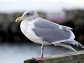 Glaucous-winged Seagull