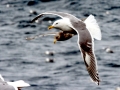 Glaucous-winged Seagull