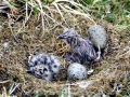 Glaucous-winged Seagull