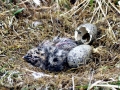 Glaucous-winged Seagull
