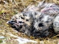 Glaucous-winged Seagull