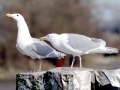 Glaucous-winged Seagull
