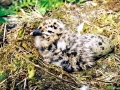 Glaucous-winged Seagull
