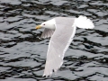 Glaucous-winged Seagull
