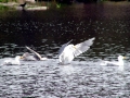 Glaucous-winged Seagull