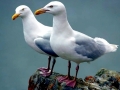Glaucous-winged Seagull