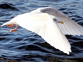 Glaucous-winged Seagull