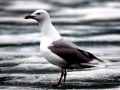 Glaucous-winged Seagull