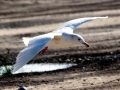 Glaucous-winged Seagull