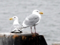 Glaucous-winged Seagull