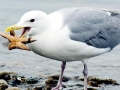Glaucous-winged Seagull