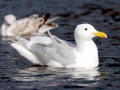 Glaucous-winged Seagull
