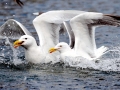 Glaucous-winged Seagull