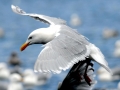 Glaucous-winged Seagull