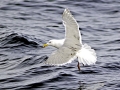Glaucous-winged Seagull