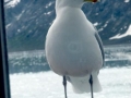 grey-seagul1l.jpg