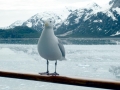 grey-seagull.jpg